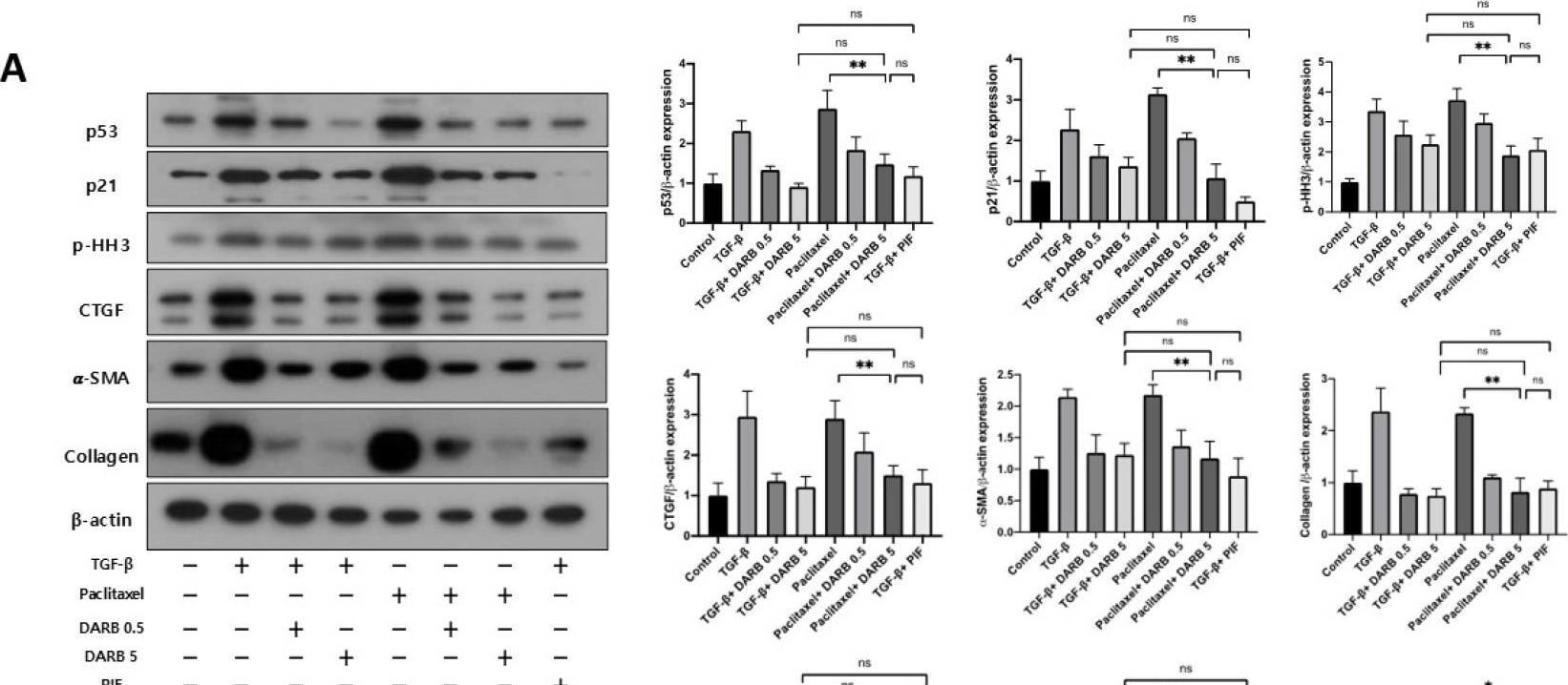 Detection of alpha-Smooth Muscle Actin by Western Blot