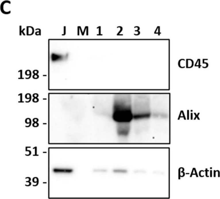 Detection of CD45 by Western Blot