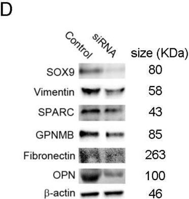 Detection of Osteopontin/OPN by Western Blot