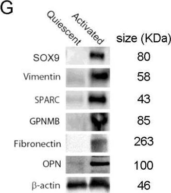 Detection of Osteopontin/OPN by Western Blot