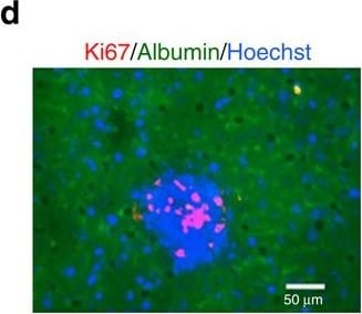 Detection of Mouse Albumin by Immunohistochemistry