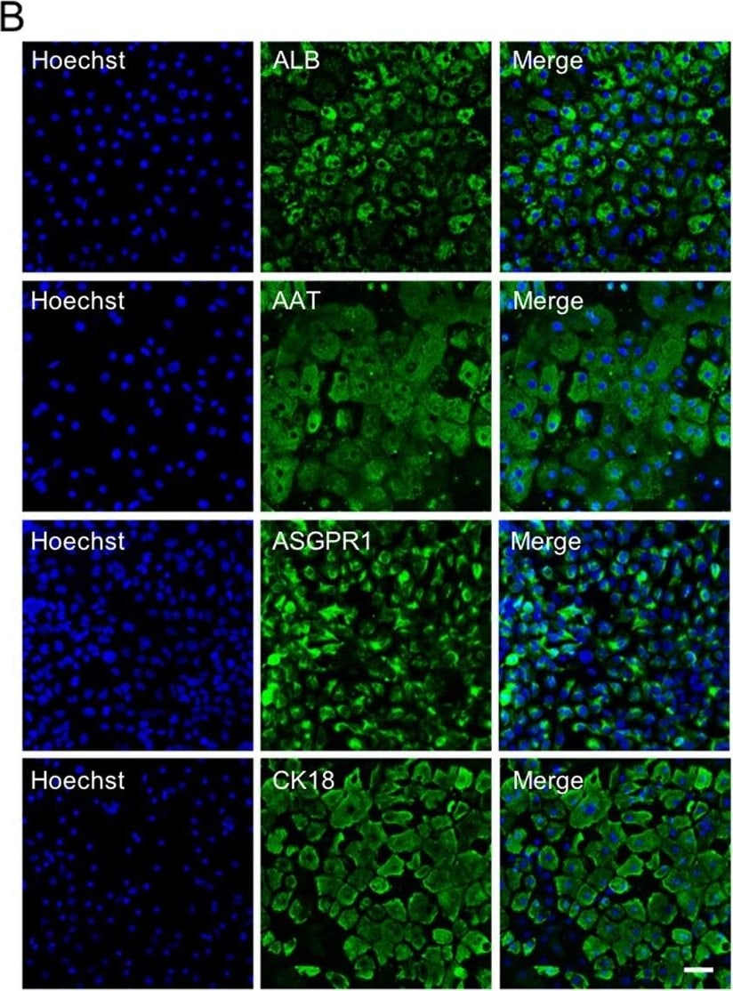 Detection of Human Albumin by Immunocytochemistry/Immunofluorescence