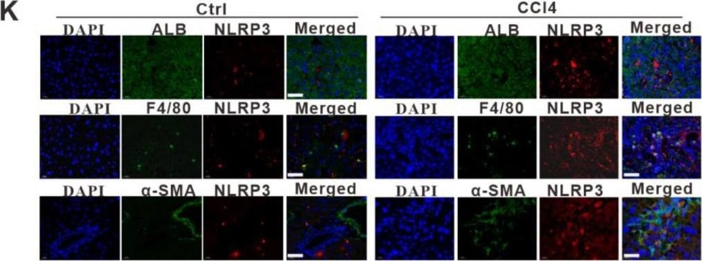 Detection of Mouse Albumin by Immunohistochemistry