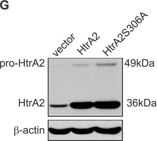 Detection of HTRA2/Omi by Western Blot