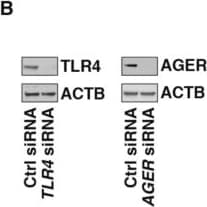 Detection of TLR4 by Western Blot