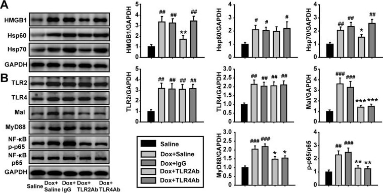 Detection of Mouse TLR2 by Western Blot