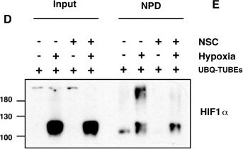 Detection of Human HIF-1 alpha by Western Blot
