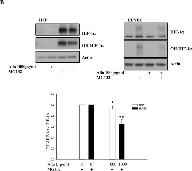Detection of Human HIF-1 alpha by Western Blot