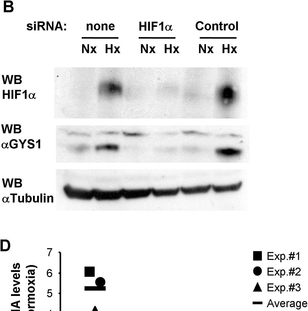 Detection of HIF-1 alpha by Western Blot
