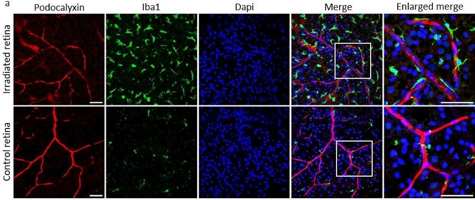 おうむ 様 Mouse Podocalyxin Antibody MAB1556: R&D Systems