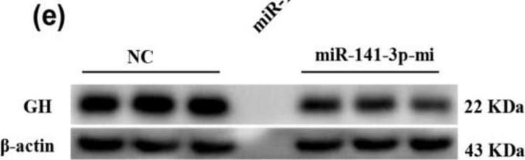 Detection of Growth Hormone by Western Blot