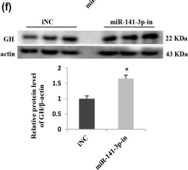 Detection of Growth Hormone by Western Blot