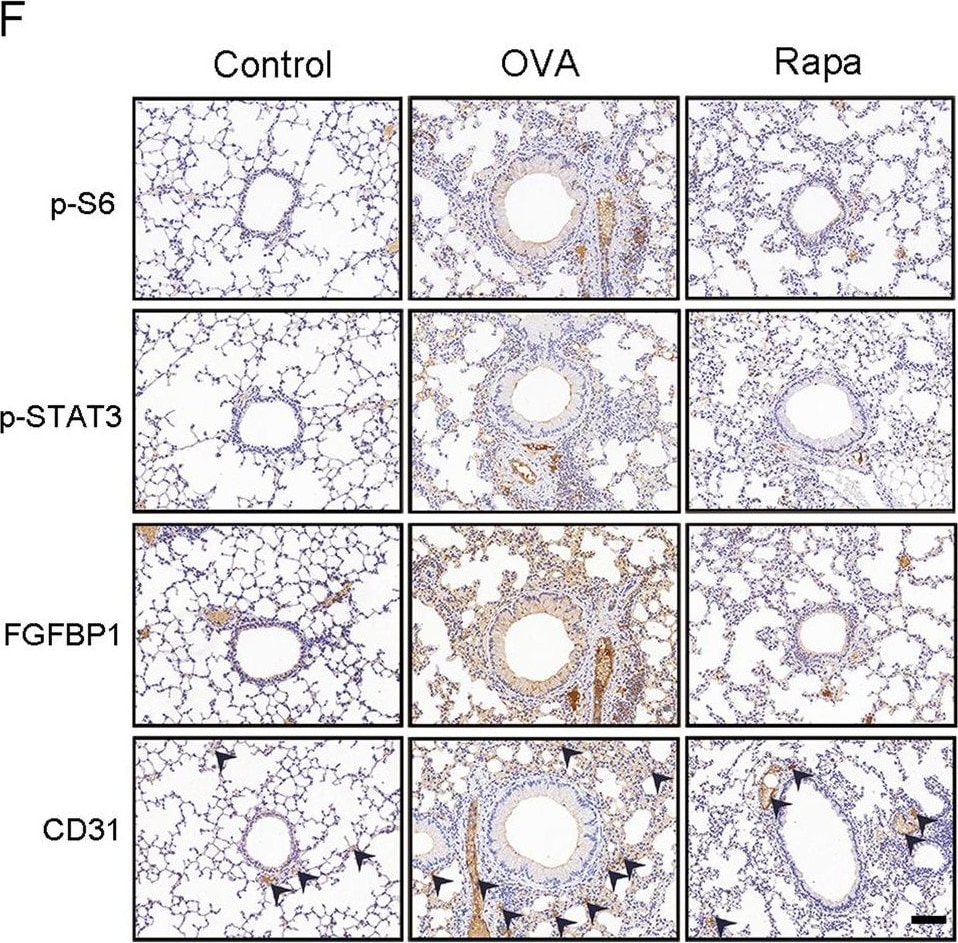 Detection of Mouse FGF-BP by Immunohistochemistry