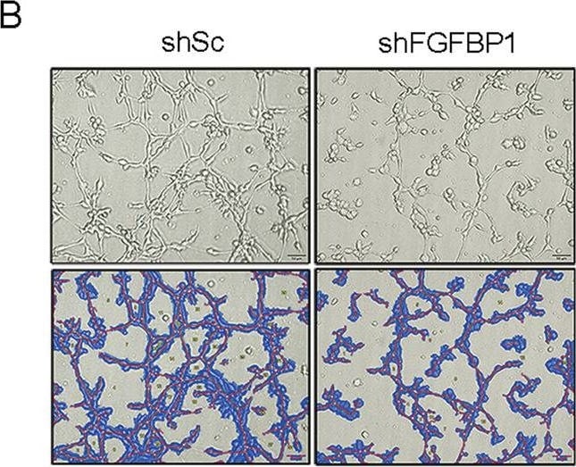 Detection of Mouse FGF-BP by Immunohistochemistry