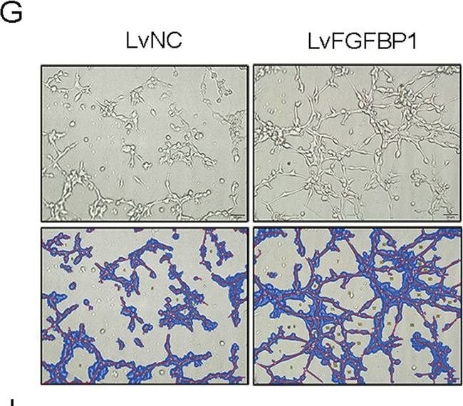 Detection of Mouse FGF-BP by Immunohistochemistry