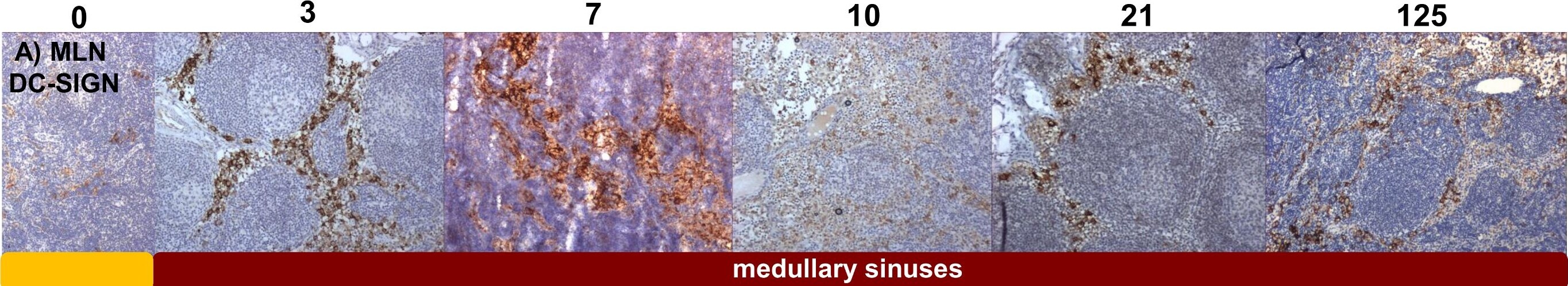 Detection of Cynomolgus Monkey DC-SIGN/CD209 by Immunohistochemistry