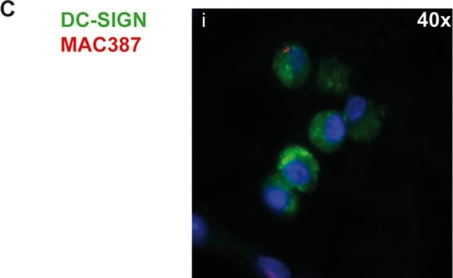 Detection of DC-SIGN/CD209 by Immunocytochemistry/ Immunofluorescence