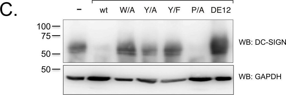Detection of DC-SIGN/CD209 by Western Blot