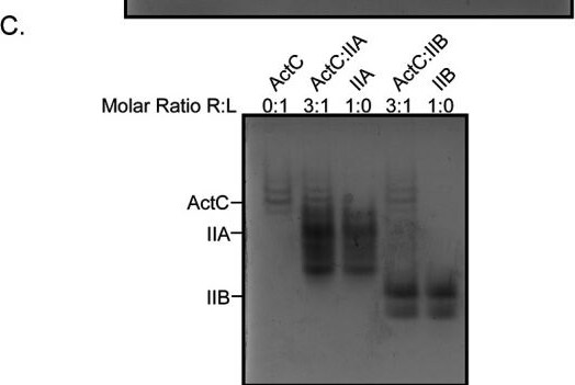 Detection of MDL-1/CLEC5A by Western Blot
