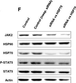 Detection of Mouse HSP70/HSPA1A by Western Blot