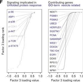 Detection of Phospho-TOR (S2448) by Flow Cytometry