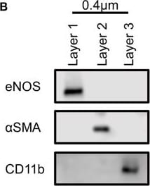 Detection of CD11b/Integrin alpha M by Western Blot