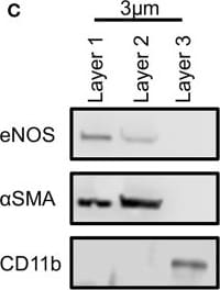 Detection of CD11b/Integrin alpha M by Western Blot