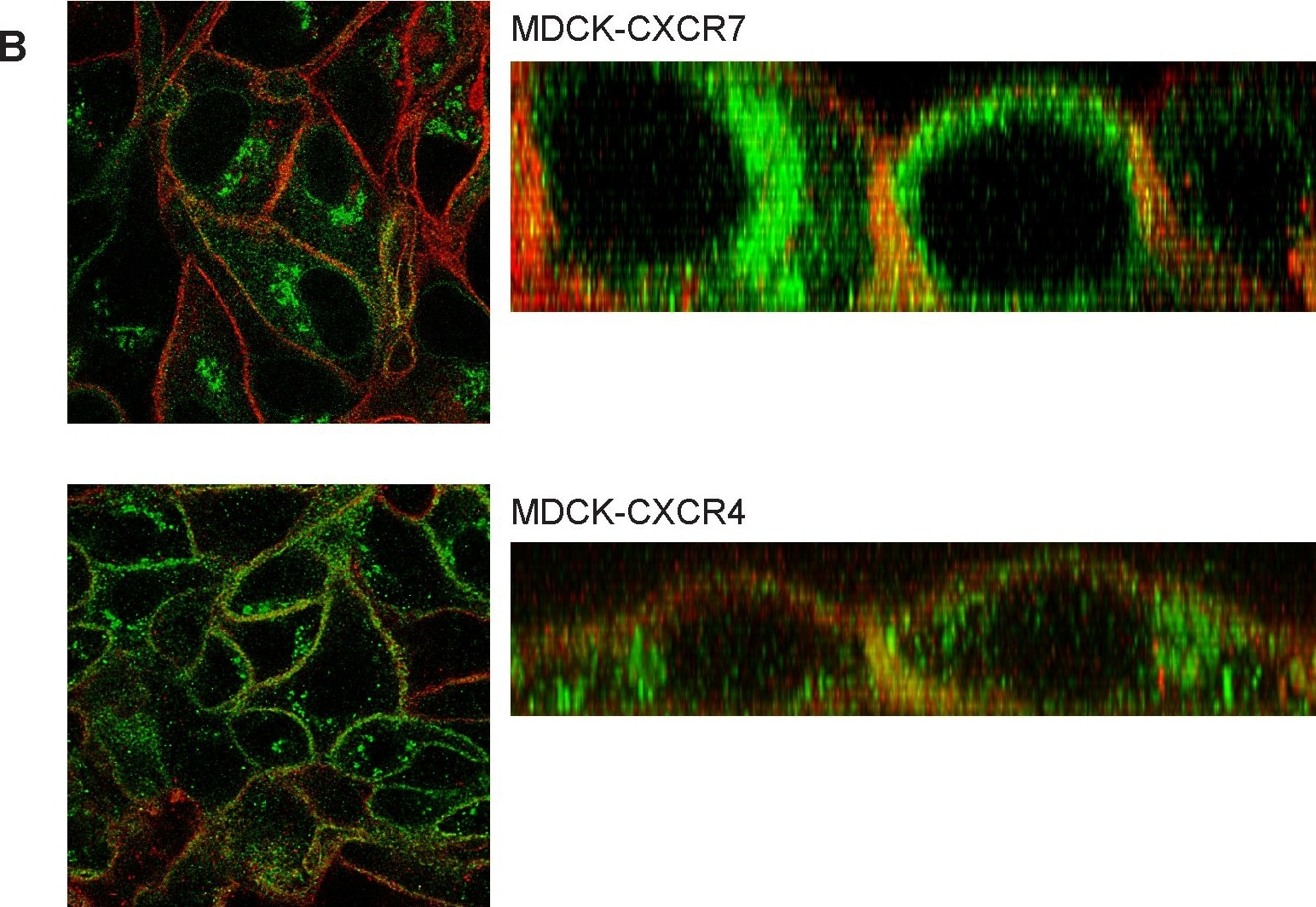 Detection of Canine CXCR4 by Immunocytochemistry/Immunofluorescence