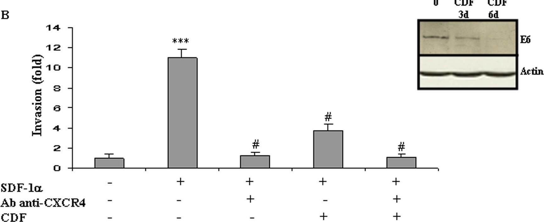 Detection of CXCR4 by Western Blot