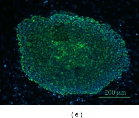 Detection of Human Oct-3/4 by Immunocytochemistry/Immunofluorescence