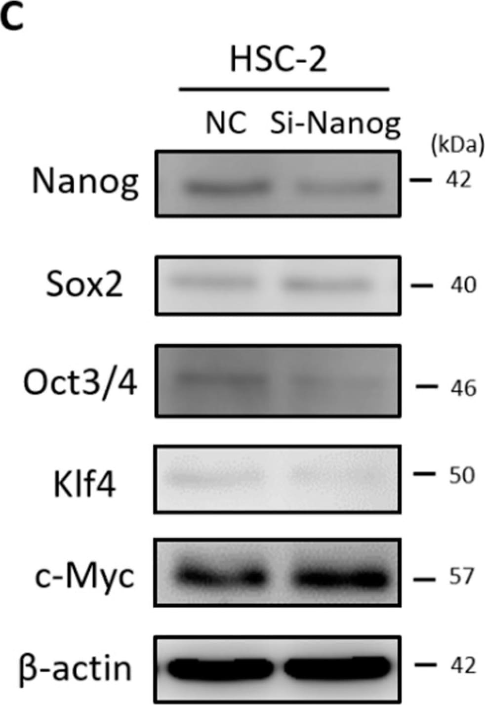 Detection of Human Oct-3/4 by Western Blot