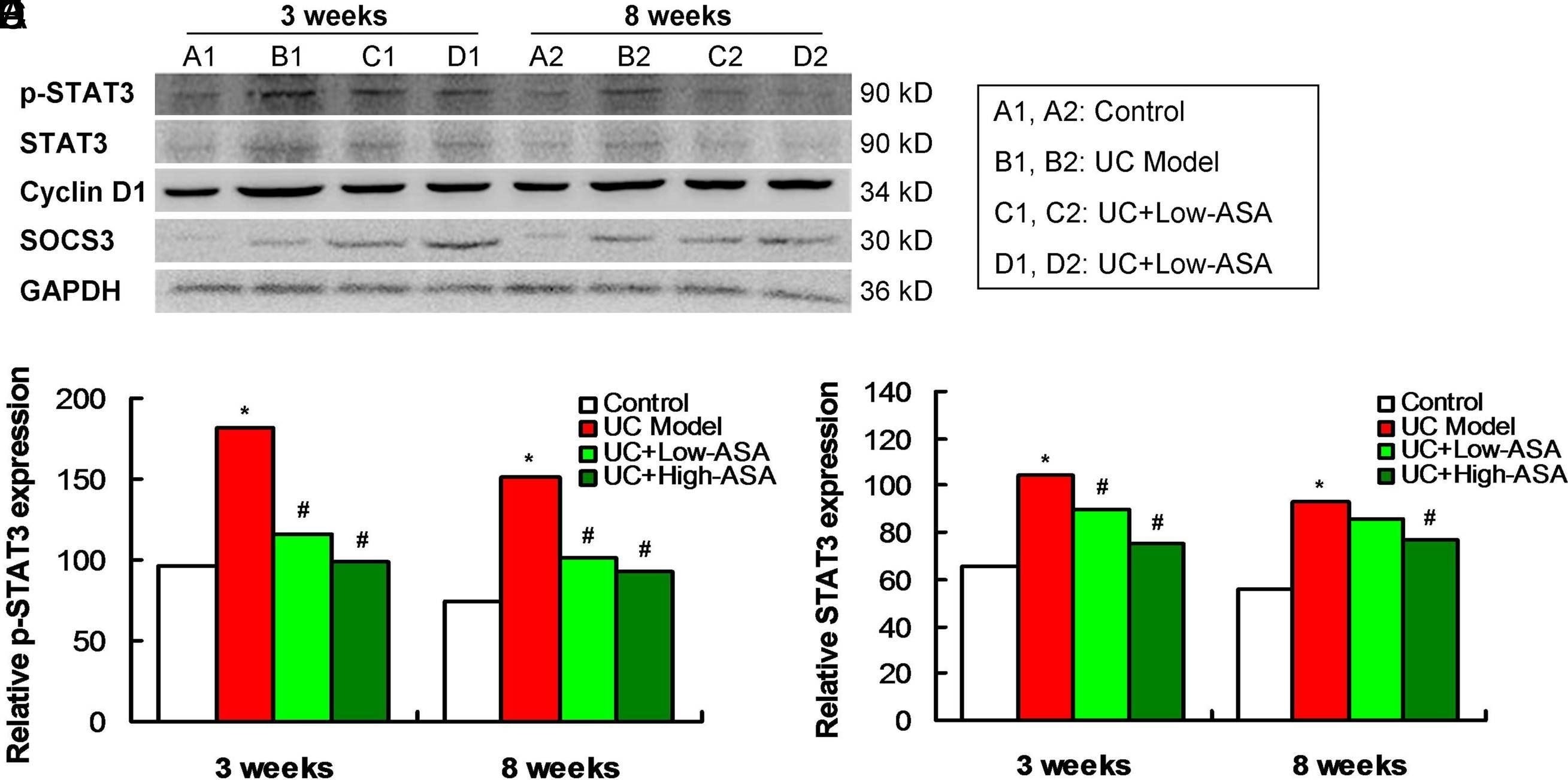 Detection of STAT3 by Western Blot