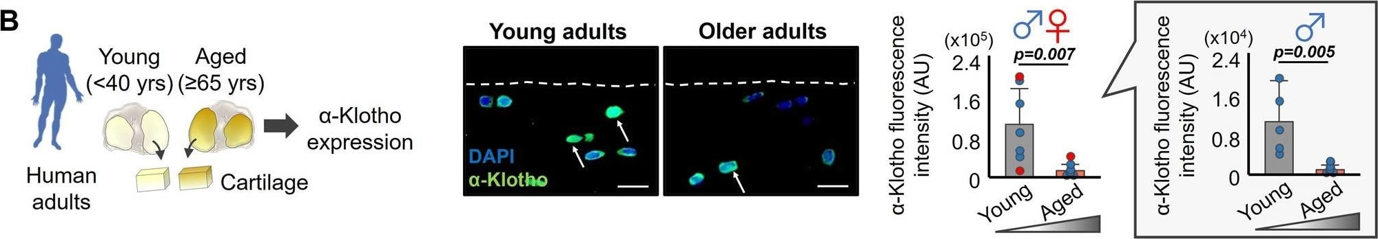 Detection of Mouse Klotho by Immunocytochemistry/ Immunofluorescence