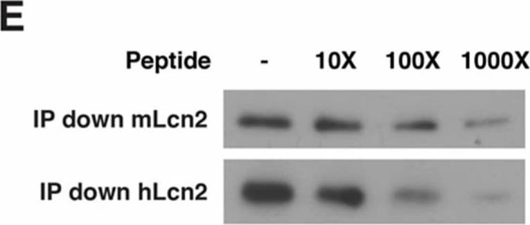 Detection of Mouse Lipocalin-2/NGAL by Immunoprecipitation