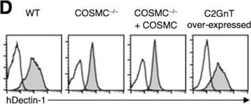 Detection of Dectin-1/CLEC7A by Flow Cytometry