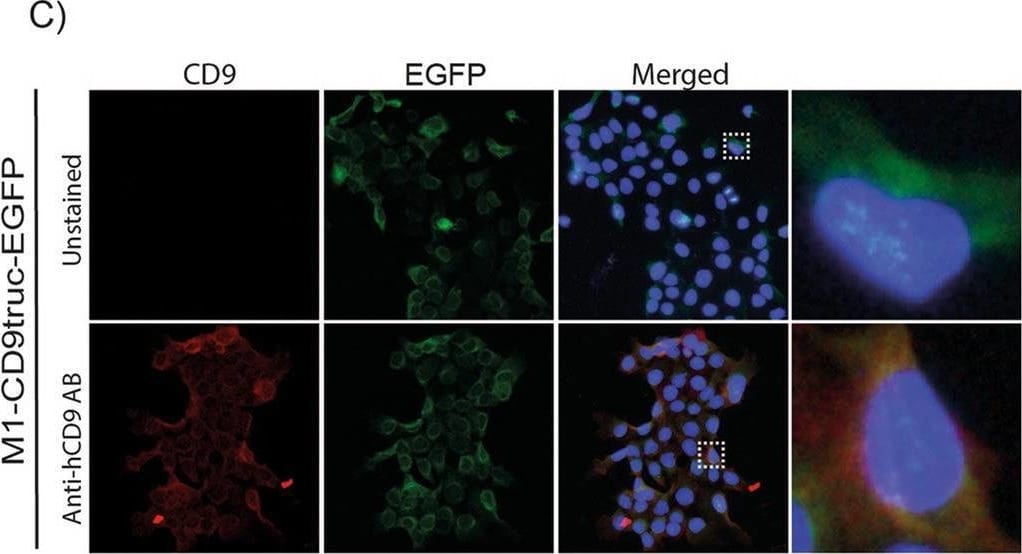 Detection of CD9 by Immunocytochemistry/ Immunofluorescence