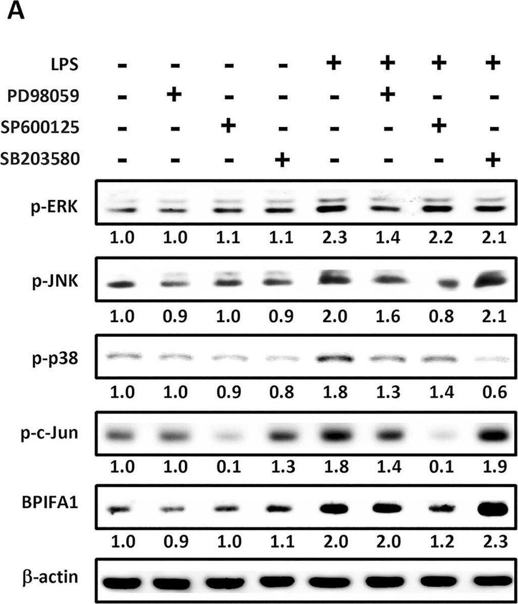 Detection of PLUNC by Western Blot