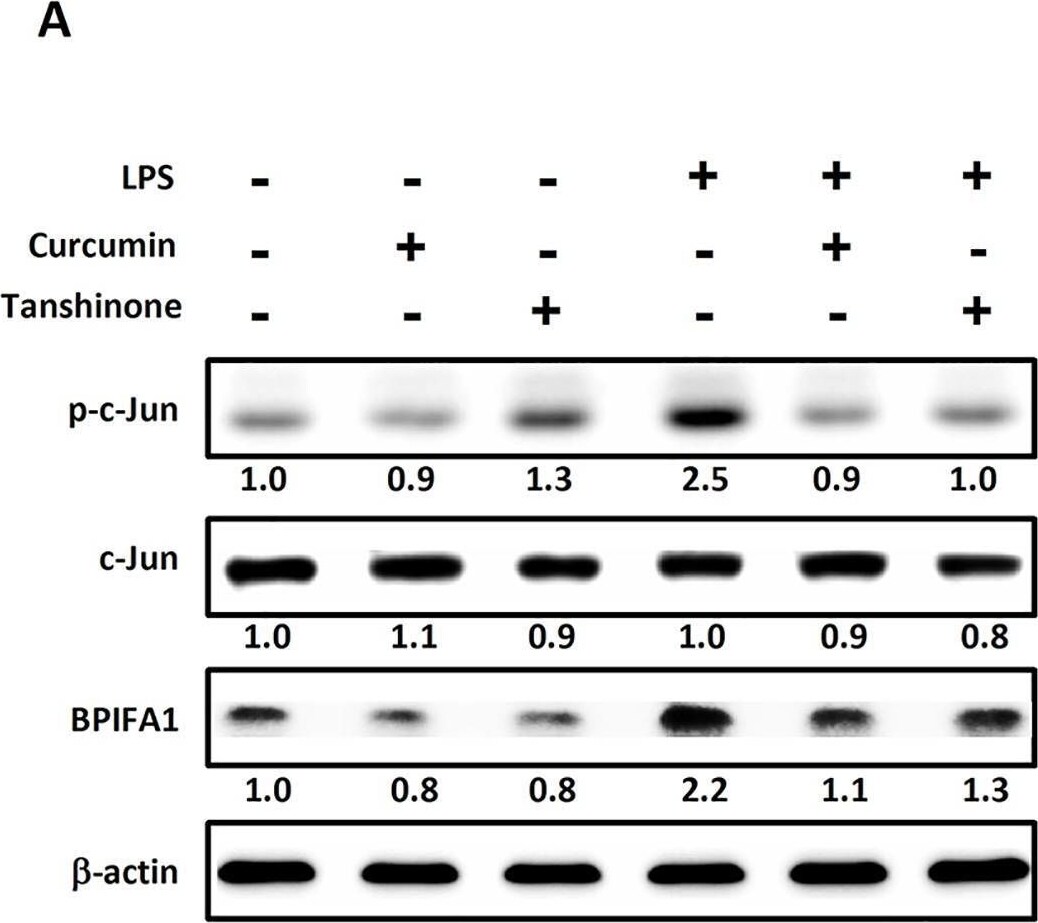 Detection of PLUNC by Western Blot