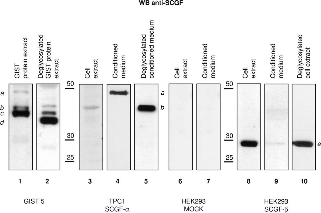Detection of Human Human SCGF/CLEC11a Antibody by Western Blot