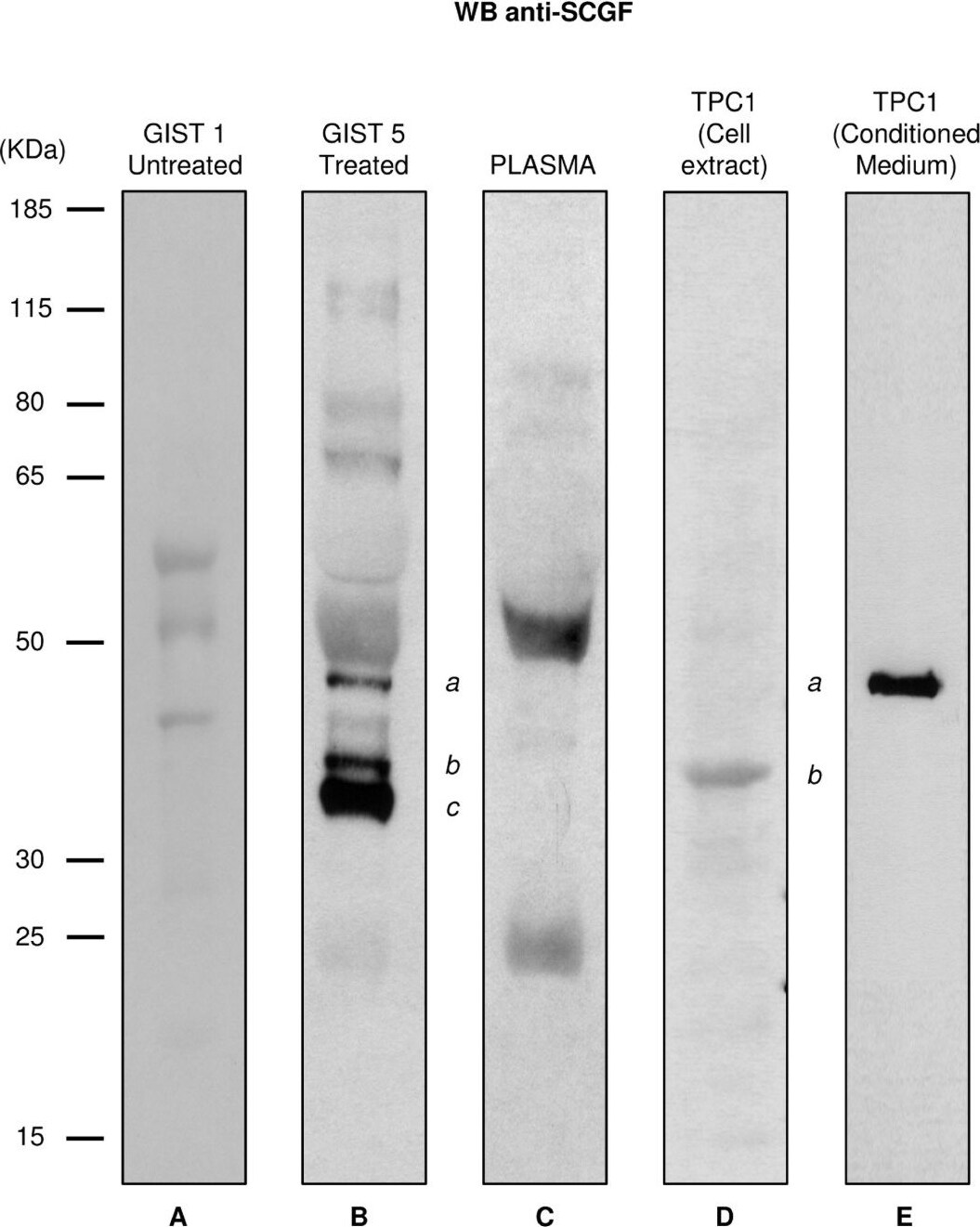 Detection of Human SCGF/CLEC11a by Western Blot
