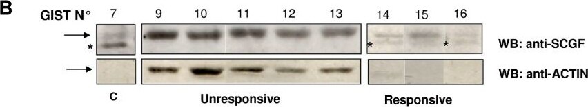 Detection of Human SCGF/CLEC11a by Western Blot