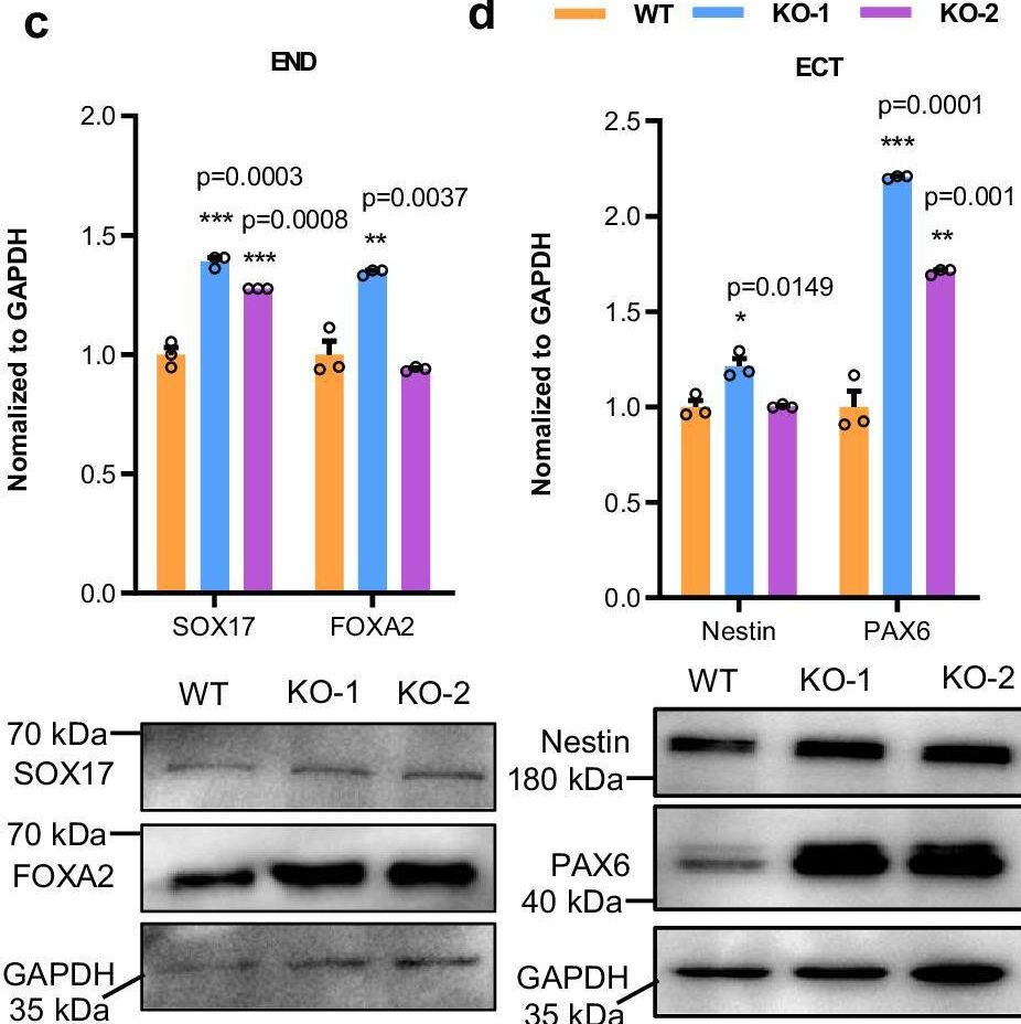 Detection of SOX17 by Western Blot