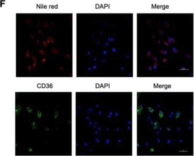 Detection of Mouse CD36/SR-B3 by Immunocytochemistry/Immunofluorescence