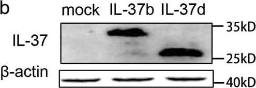 Detection of Human IL-37/IL-1F7 by Western Blot