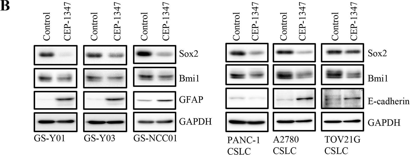 Detection of Human SOX2 by Western Blot