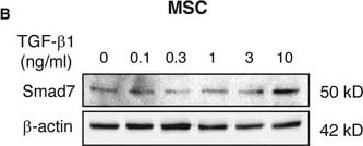 Detection of Mouse Smad7 by Western Blot