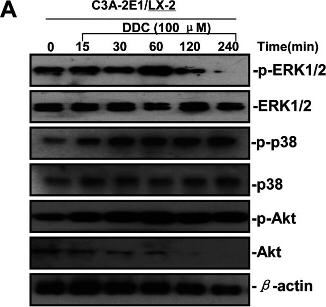 Detection of Human AKT by Western Blot