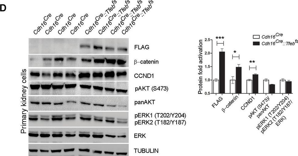 Detection of Mouse AKT by Western Blot