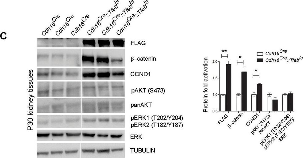 Detection of Mouse AKT by Western Blot
