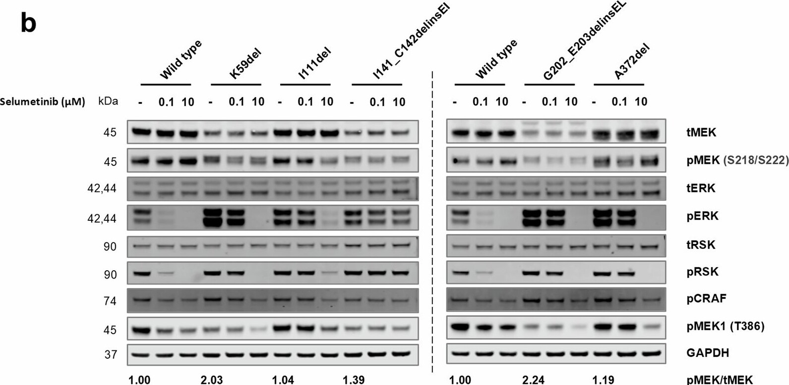 Detection of RSK Pan Specific by Western Blot